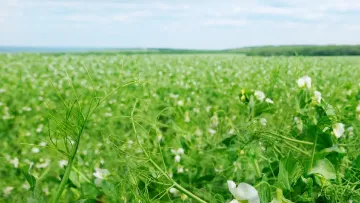 Protection fongicide du pois